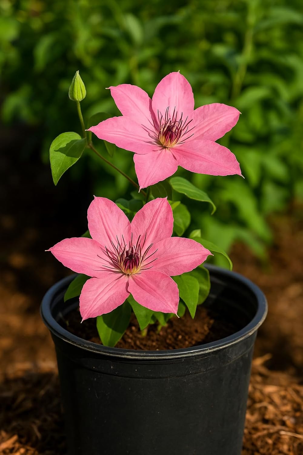 Perennial Farm Clematis Boulevard® Sarah Elizabeth™ Hybrid – Live Flowering Vine in 4 Quart Container, Soft Pink Blooms, Compact Habit, Long Blooming, Perfect for Trellises, Containers & Small Spaces