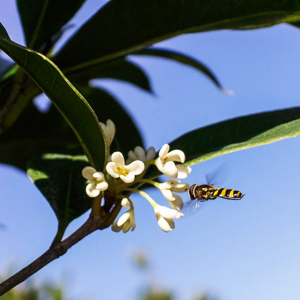 PERFECT PLANTS Tea Olive 3 Gallon