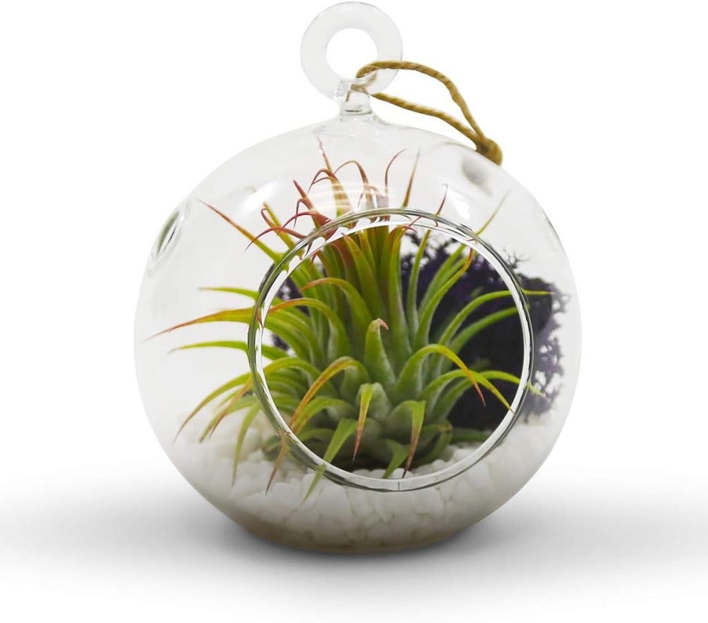 WGV Hanging Terrarium Globe, Width 3", Height 4", DIY Air Succulent Planter, Clear Glass Vase Orb with Flat Bottom, Candle Holder for Windowsill Outdoor Garden Decor, 12 Pieces Bulk