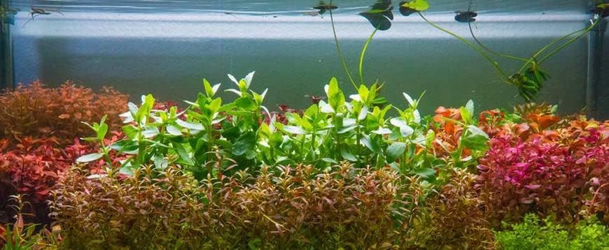 Live Aquarium Stem Plants - Freshwater Aquatic Plant for Fish Tanks, Aquascaping - (Moneywort Bacopa Monnieri, 1 Bunch)