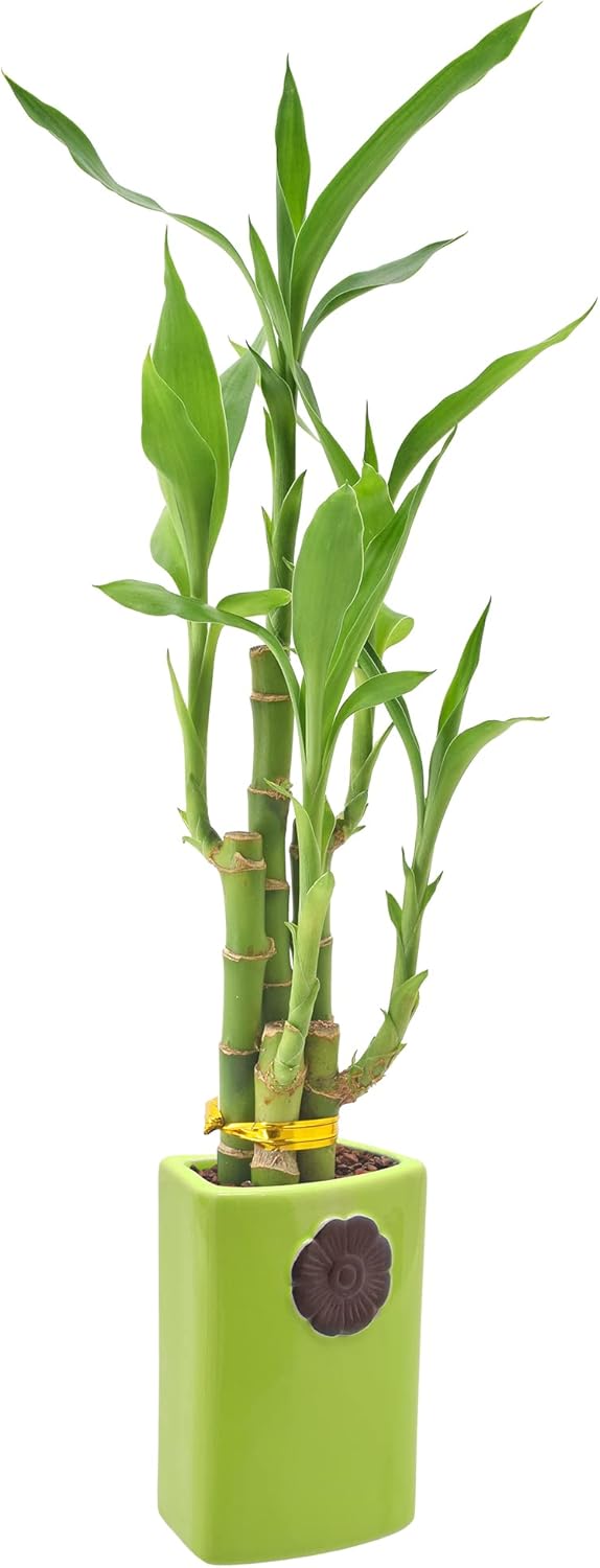 5-Stem Lucky Bamboo, Live Indoor Plant in Contour II Ceramic Planter for Home, Work, or Gift, Green ***Cannot Ship to Hawaii***