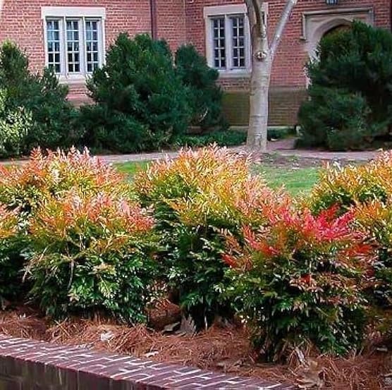 Nandina Gulf Stream - Nandina domestica. Compact Heavenly Bamboo | Year-Round Color | Low Maintenance Shrub | Drought Tolerant | Live Plant (2 Nandina Gulf Stream Bags)
