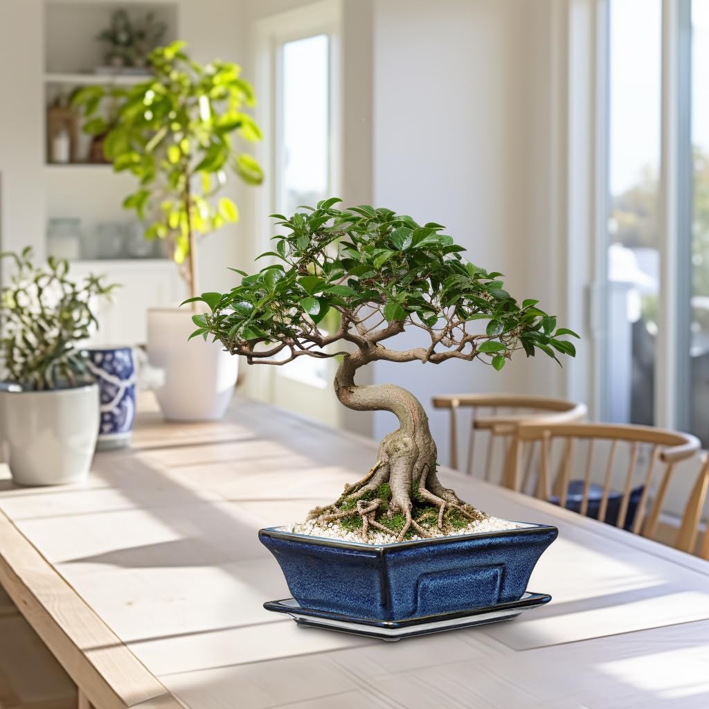 Ceramic Bonsai Pots with Drainage Tray Set of 2, 6 Inch Blue Glazed Bonsai Planters for Indoor/Outdoor Use, Shallow Rectangular Bonzai Tree Pots for Succulent, Orchids, Cacti, Home, Patio, Garden