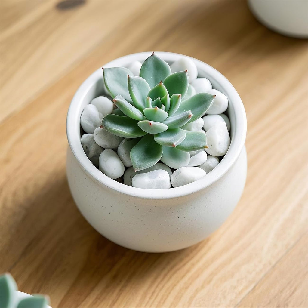 5 Lbs River Rocks for Plants,0.4-1.2 Inch Decorative Ornamental Pebbels, High Polished Stones for Garden Landscaping, Smooth Gravel Filler for Outdoor Plants, Succulents, Fish Tank and Vases, White