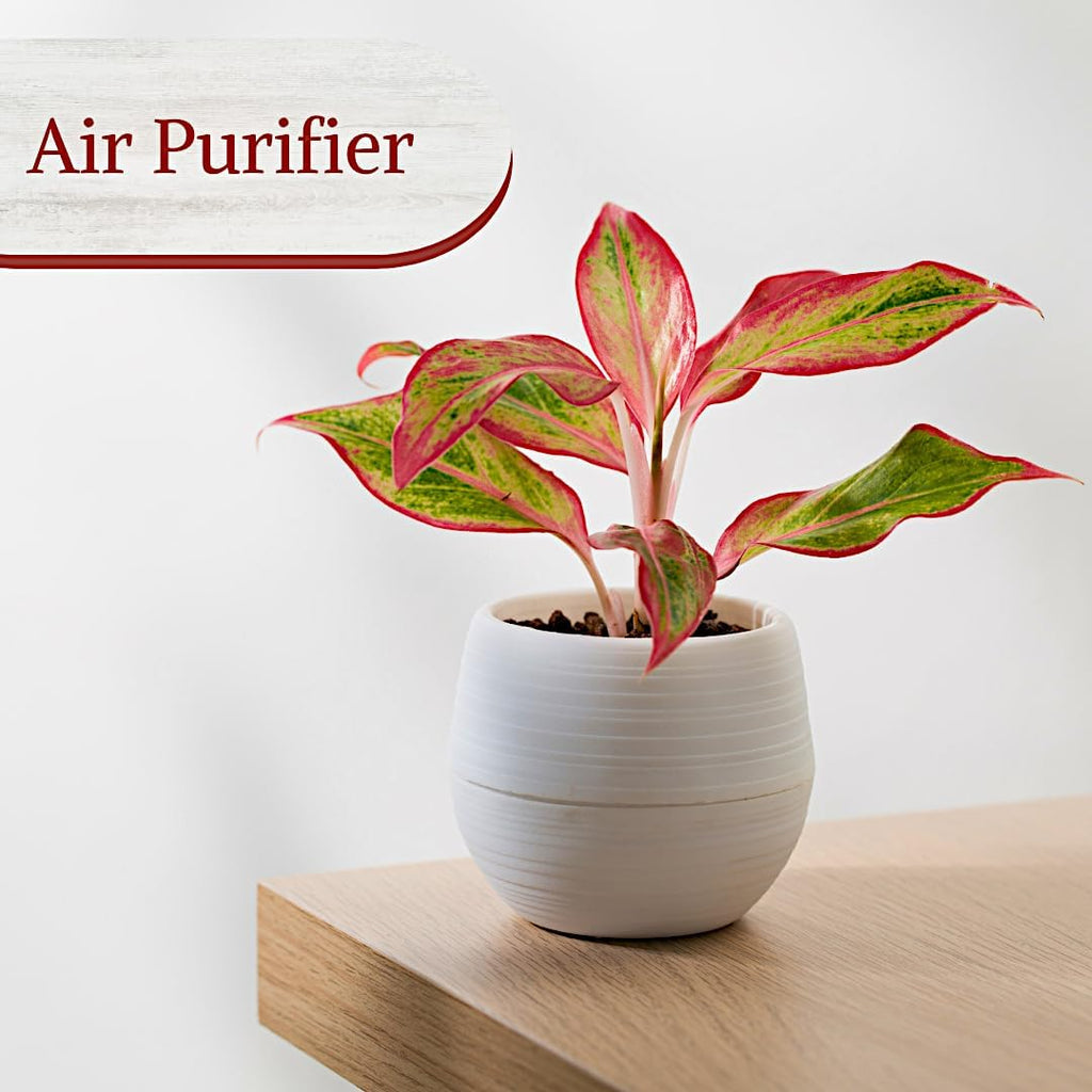 Aglaonema Live Plant Collection (4-Pack) - Chinese Evergreen Plants in 2-Inch Pots | Easy-Care Indoor Houseplants | Perfect for Low Light, Office Decor, and Air Purification