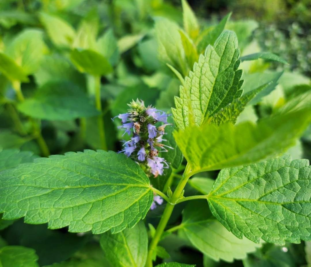 Greenwood Nursery: Live Perennial Plants - Agastache Blue Fortune + Giant Hyssop - [Qty: 10x Pint Pots] - (Click for Other Available Plants/Quantities)