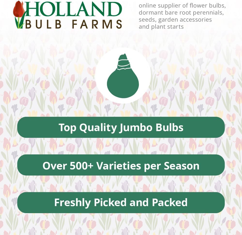 Wild Horses Daylily Flower Bulbs - Daylilies Root - Naturalizing - Perennializing - Easy to Grow Live Plants - Outdoor Garden