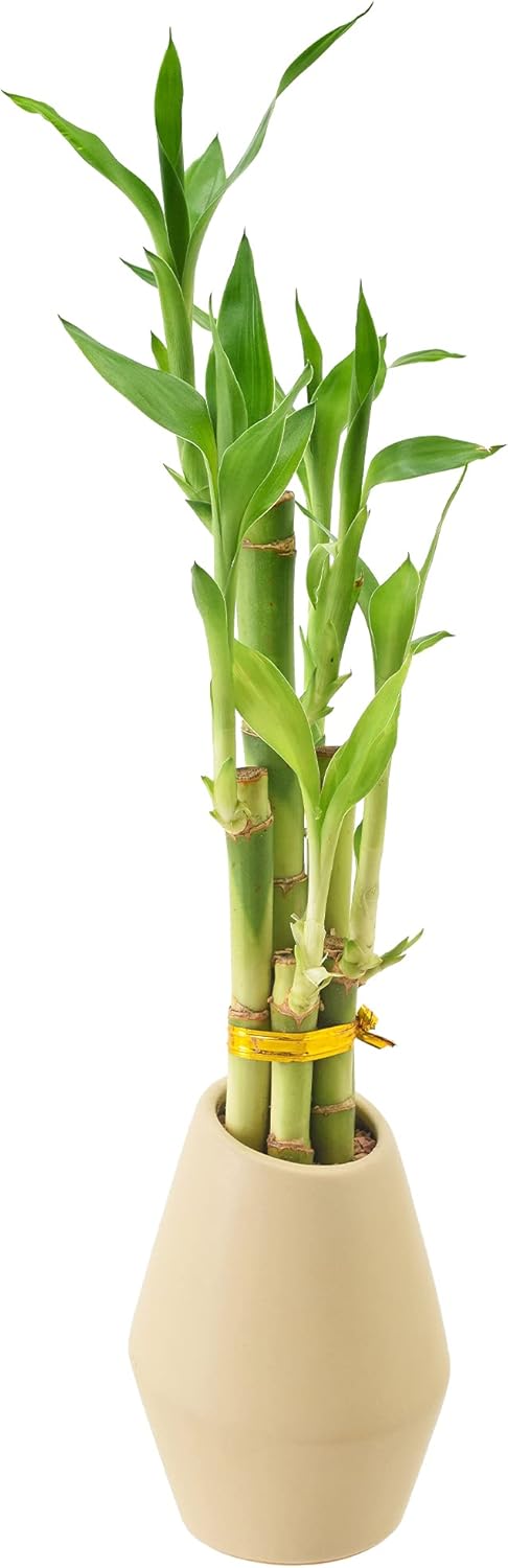 5-Stem Lucky Bamboo, Live Indoor Plant in Dimension II Ceramic Planter for Home, Work, or Gift, Tan ***Cannot Ship to Hawaii***