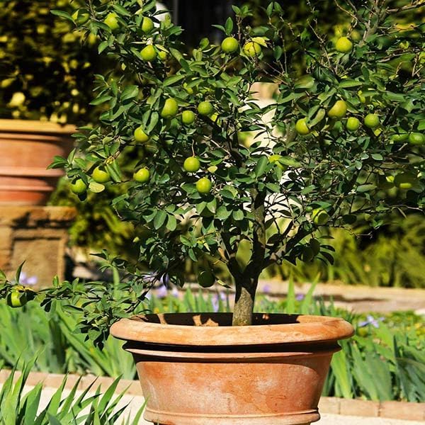Brighter Blooms - Key Lime Tree, 5-6 ft. - No Shipping to AL, AZ, CA, FL, GA, LA, MS, OR, TX