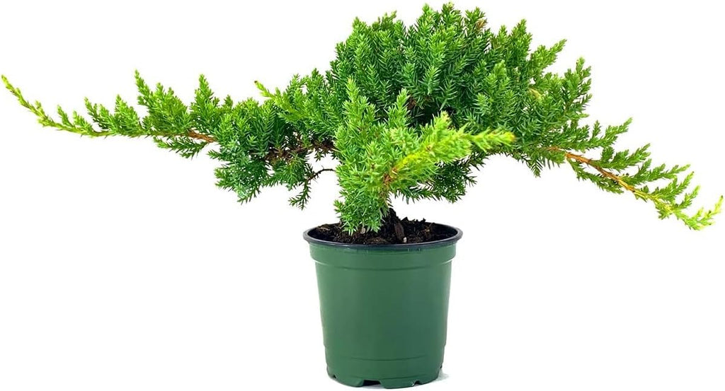 Dwarf Japanese Garden Juniper | 3 Live 4 Inch Pots | Juniperus Procumbens Nana | Drought Tolerant Evergreen Groundcover | Great Plants for Bonsai