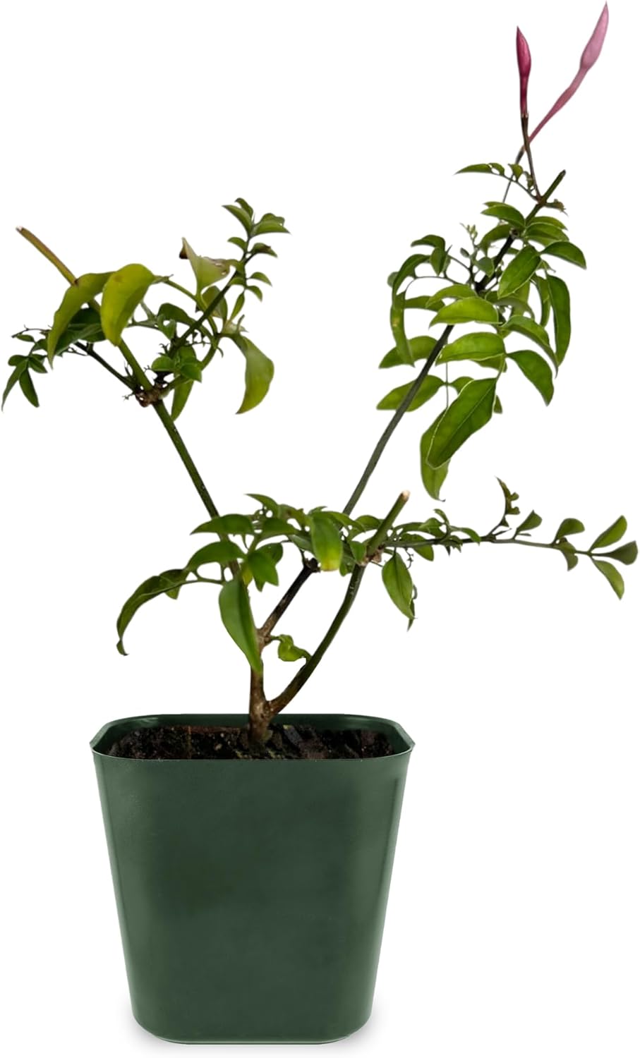 Generic Mini Pink Jasmine Vine, Fragrant and Live Houseplant, 2 Inch Pot, Jasminum Polyanthum (1) Just pruned