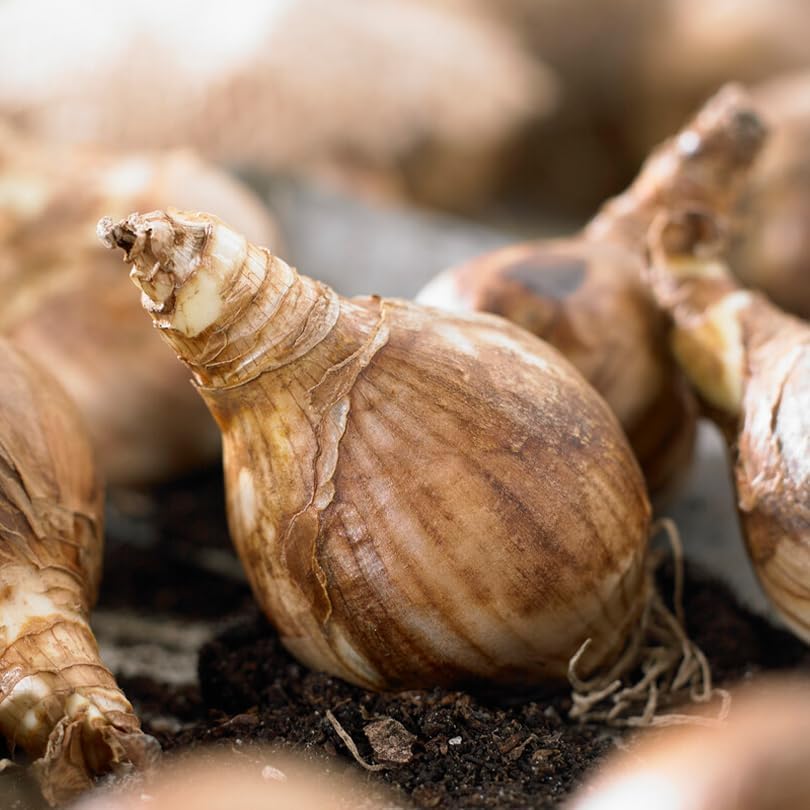 50-Pack Mixed Daffodil Bulbs – Naturalizing Narcissus Variety Pack – Bulk of Spring-Blooming Flowers – Deer Resistant & Cold Hardy – Easy Fall Planting - Plant in Gardens, Borders & Beds