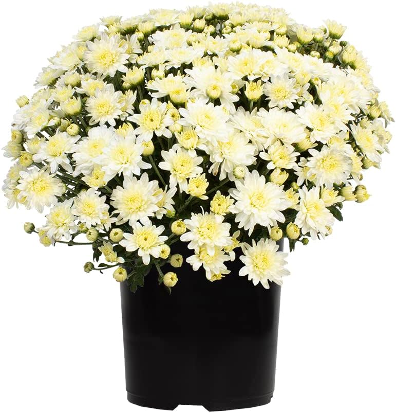 Altman Plants White Chrysanthemum Plant in 1 Gal Grower Pot, Garden Mum, Flowering Plants Outdoor Plants Live Mums, Real Outdoor Plants, Patio or Porch Flowers for Fall, Easy Care