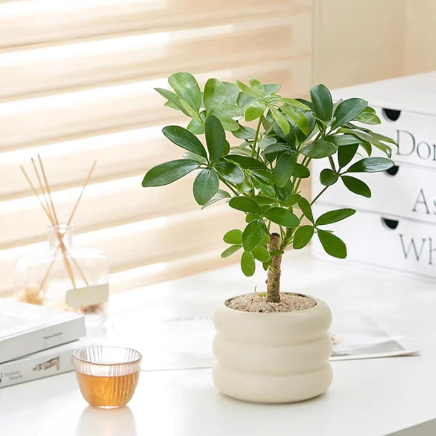 Ceramic Plant Pot Indoor, 4.7 Inch Flower Pot with Drainage Hole, Small Bubble Design Ceramic Planter for Home & Office Decor (Beige)