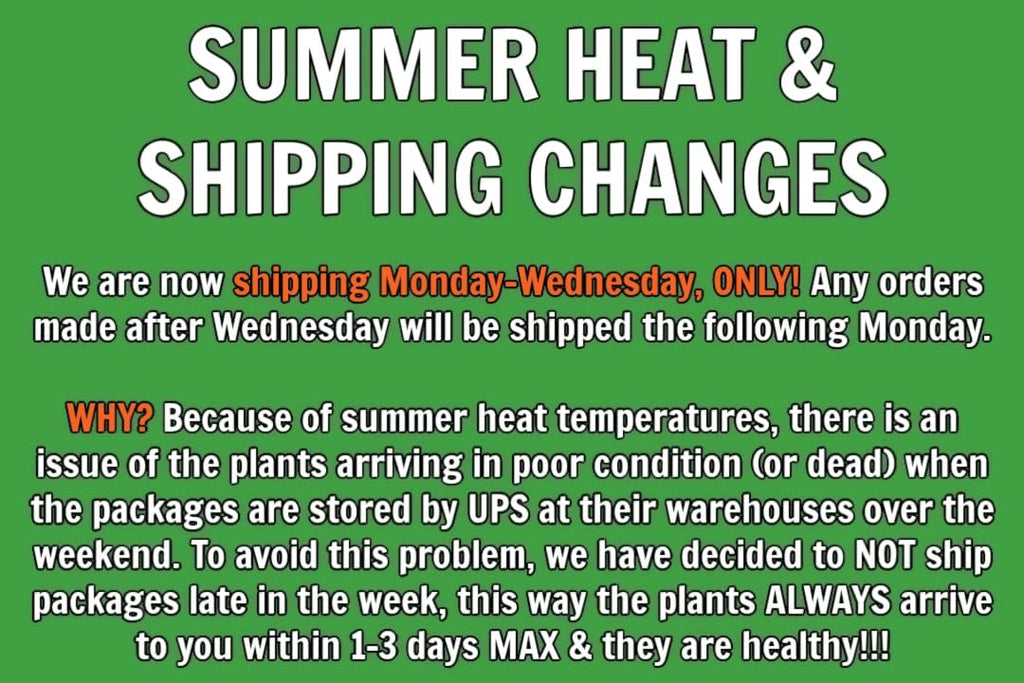 Greenwood Nursery: Live Perennial Plants - Autumn Brilliance Fern + Dryopteris Erythrosora - [Qty: 2X Pint Pots] - (Click for Other Available Plants/Quantities)