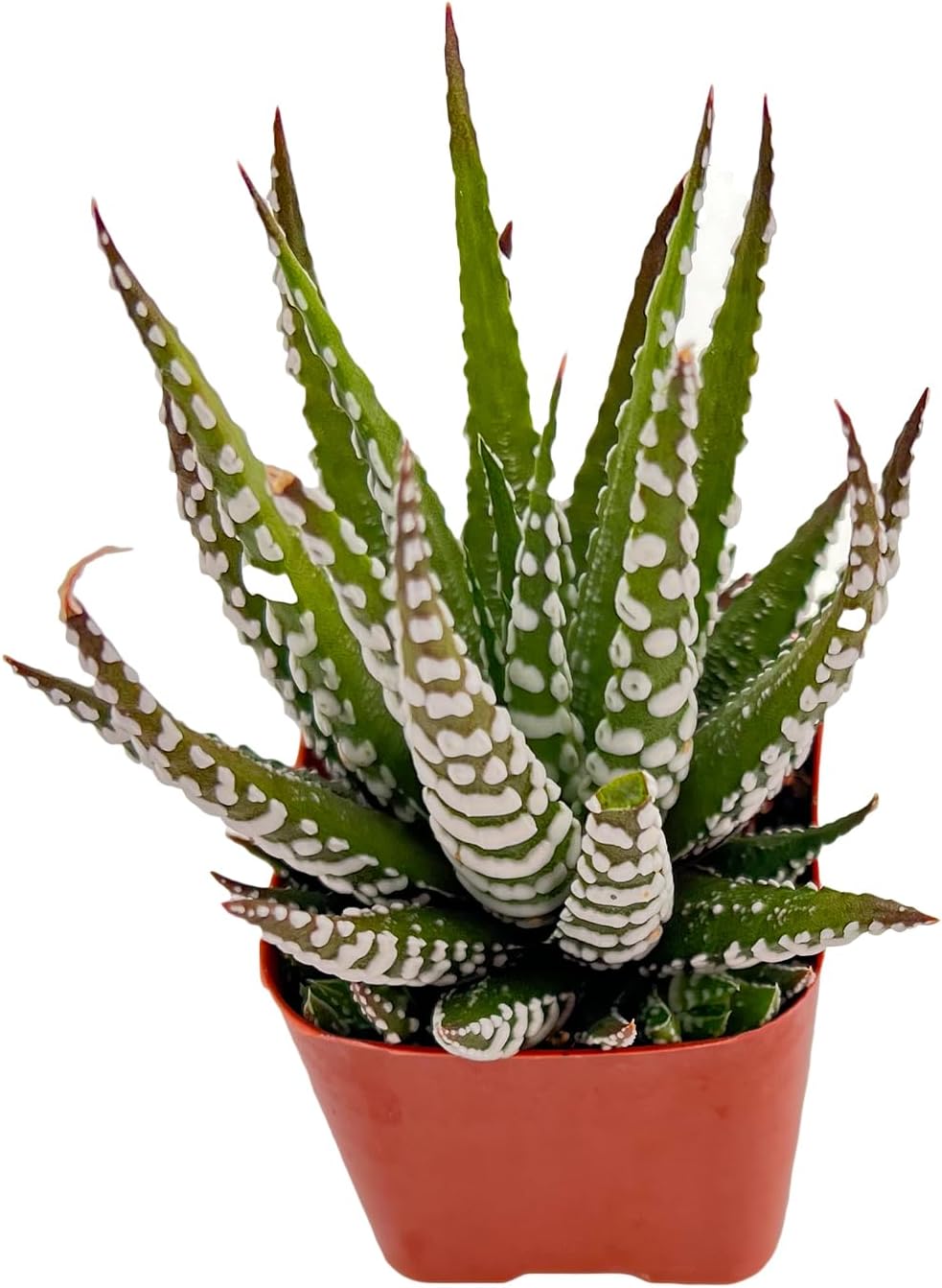 Sprout N Green Haworthiopsis fasciata 'Big Band', Live Succulent Fully Rooted in 2" Pots, Rare House Plant for Home Office Indoor Outdoor Wedding Decoration, DIY Projects, Party Favor