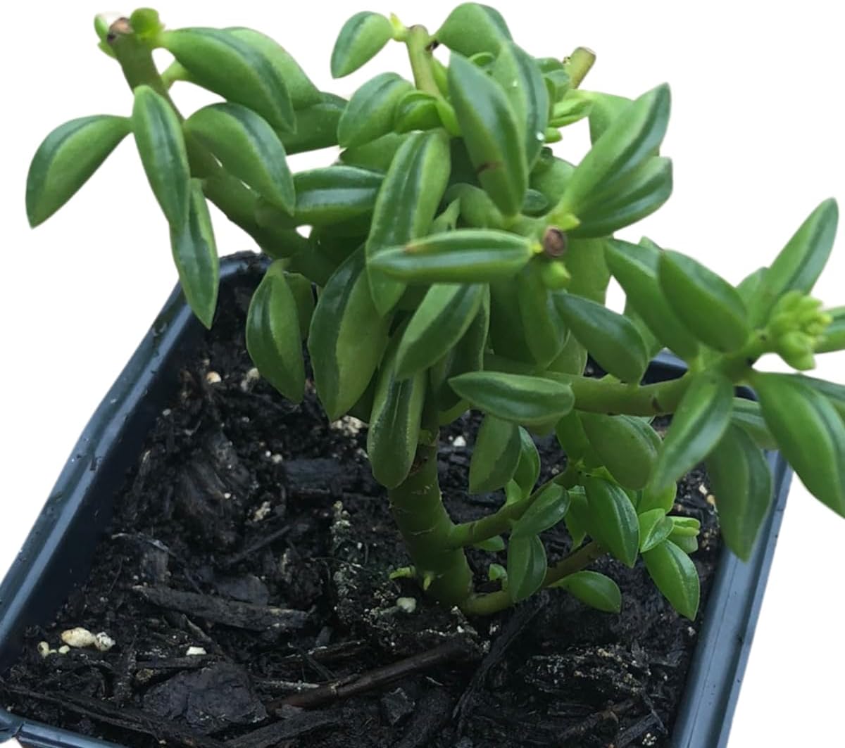 Smoke Camp Crafts Live Organic Succulent Taco Plant (Peperomia axillaris) in 2.5-inch Pot - Exotic House Plant for DIY Projects and Home Office Desk Decor