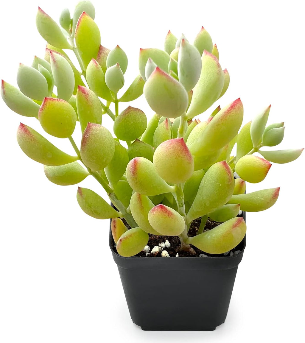 Sprout N Green Cotyledon Pendens, 1 Live Mini Succulent Plant Fully Rooted in 2in Pot, Real House Plant for Home Office Wedding Decoration DIY Projects Party Favor