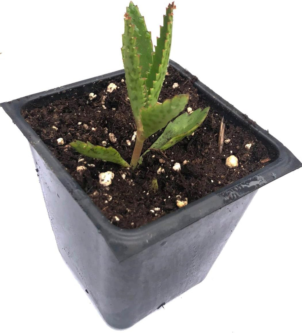 Smoke Camp Crafts Organic Mother of Thousands Plant (Kalanchoe daigremontiana) 2.5 inch Pot - Organic Easy-to-Grow Succulent House Plant for Home or Office Decor