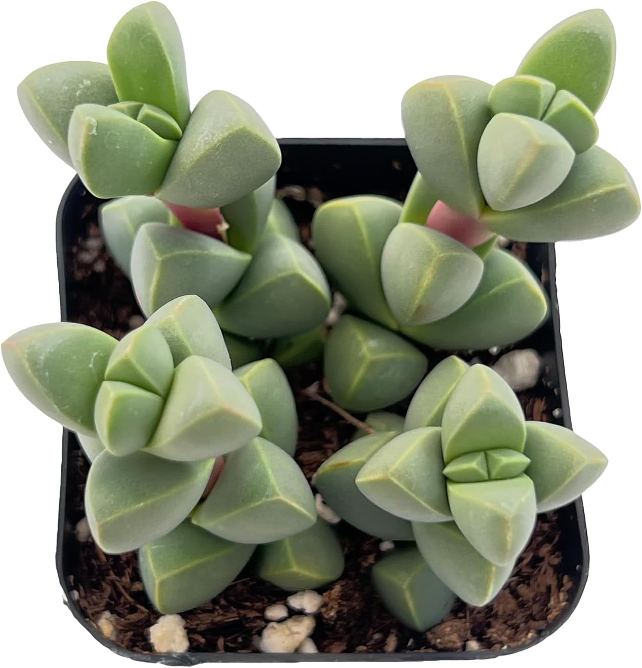 Sprout N Green Ice Plant | Corpuscularia lehmannii, Live Succulent Fully Rooted in 2 inch Starter Pot, House Plant for Indoor Outdoor Home Office Wedding Decoration Party Favor