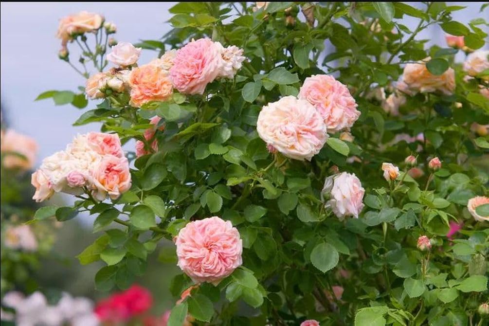 100pcs Pink Climbing Rose Vine Seeds - Amazing Growth and Beautiful Roses - Perennial Heirloom Non-GMO Outdoor