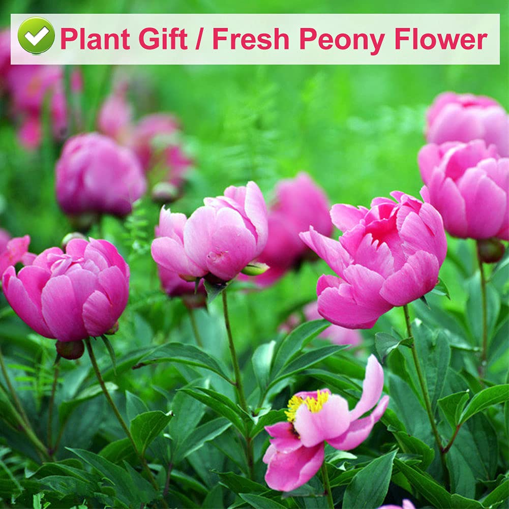 Plant Gift Peony Flower Petals 30G/1.05oz 芍药花 Herbaceous Peony Tea, Pure Herbal Tea, Peach Blossom Tea, Caffeine-Free, No GMOs, Chinese Tea