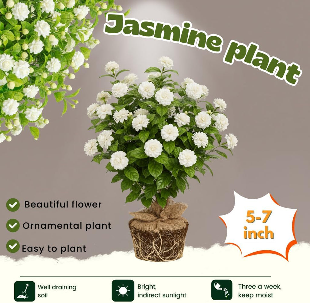 Jasmine Plant Live, Grand Duke of Tuscany Jasmine Flower Plant, 5 to 7 Inc Tall