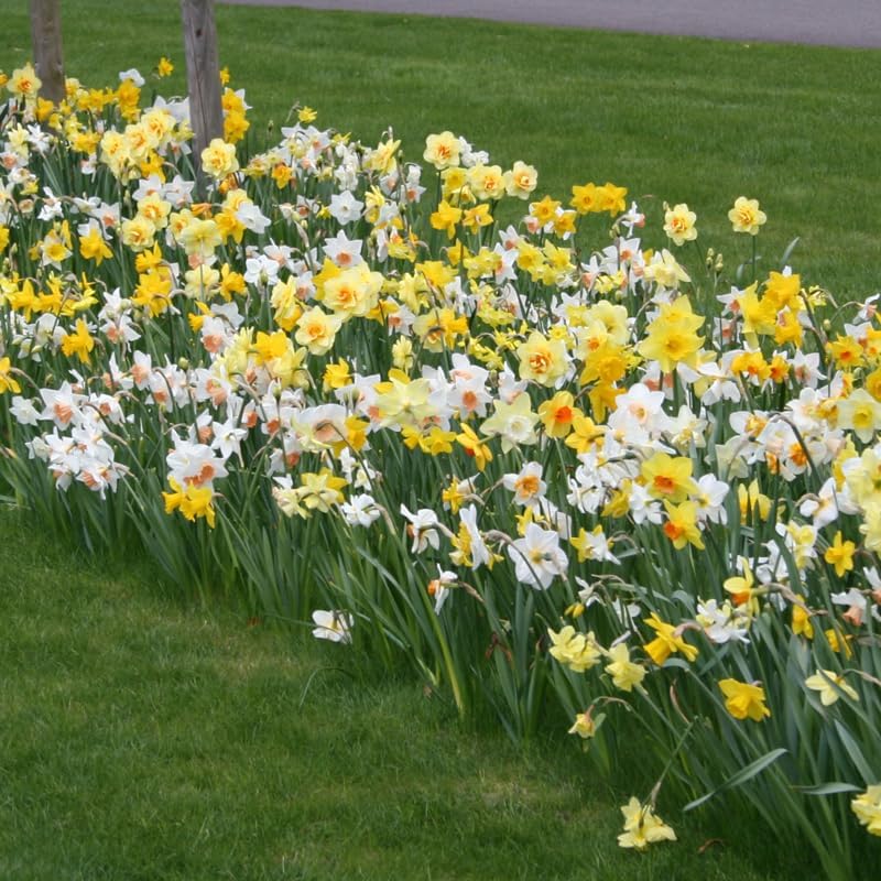 Bulk Mixed Daffodils Flower Bulbs - 250 Bulbs per Pack - Deer Resistant - Good as Cut Flowers - Naturalizing - Perennializing - Easy to Grow Live Plants - Outdoor Garden