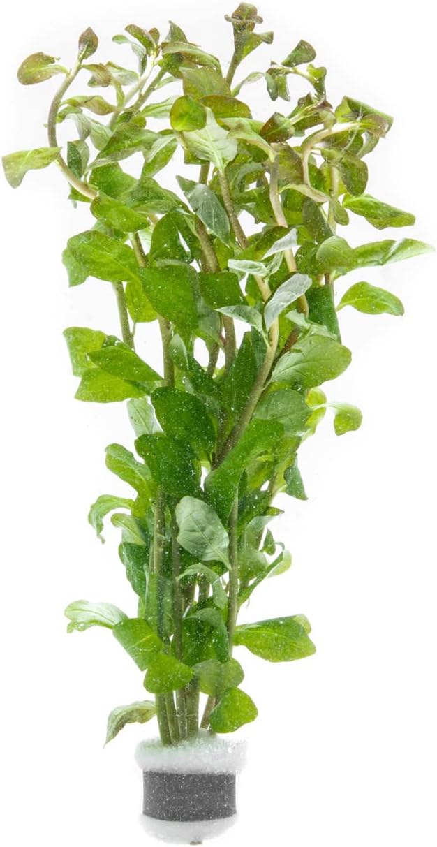 Live Aquarium Stem Plants - Freshwater Aquatic Plant for Fish Tanks, Aquascaping - (Pearl Weed Hemianthus Micranthemoides, 1 Bunch)