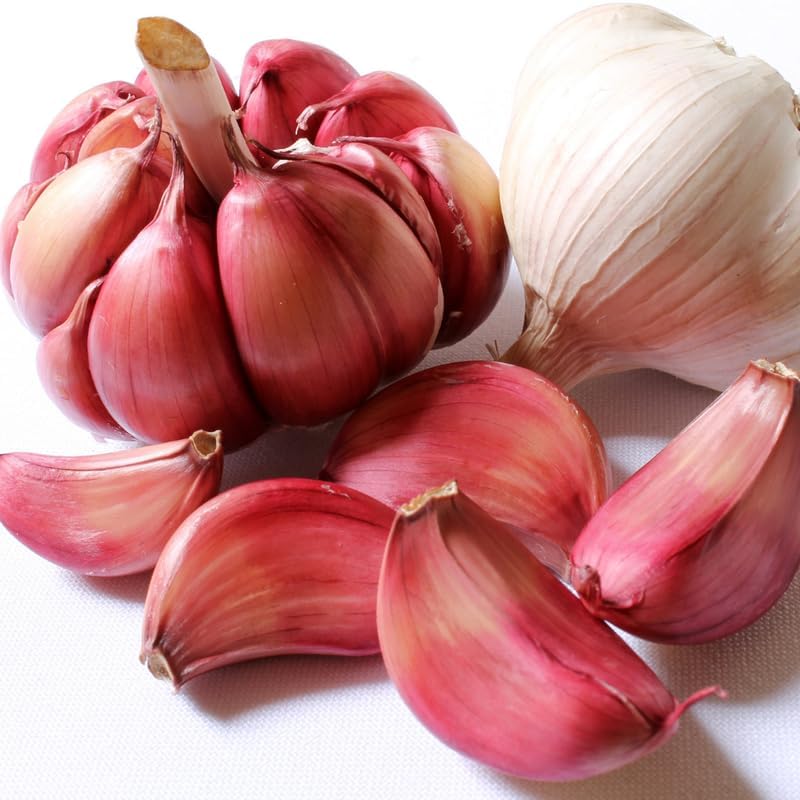 1 Pound Garlic for Planting in Fall Hardneck, 8 Red Garlic Bulbs for Planting, Fresh and High Yield Bulb Variety Pack, Hardy and Fast Growing