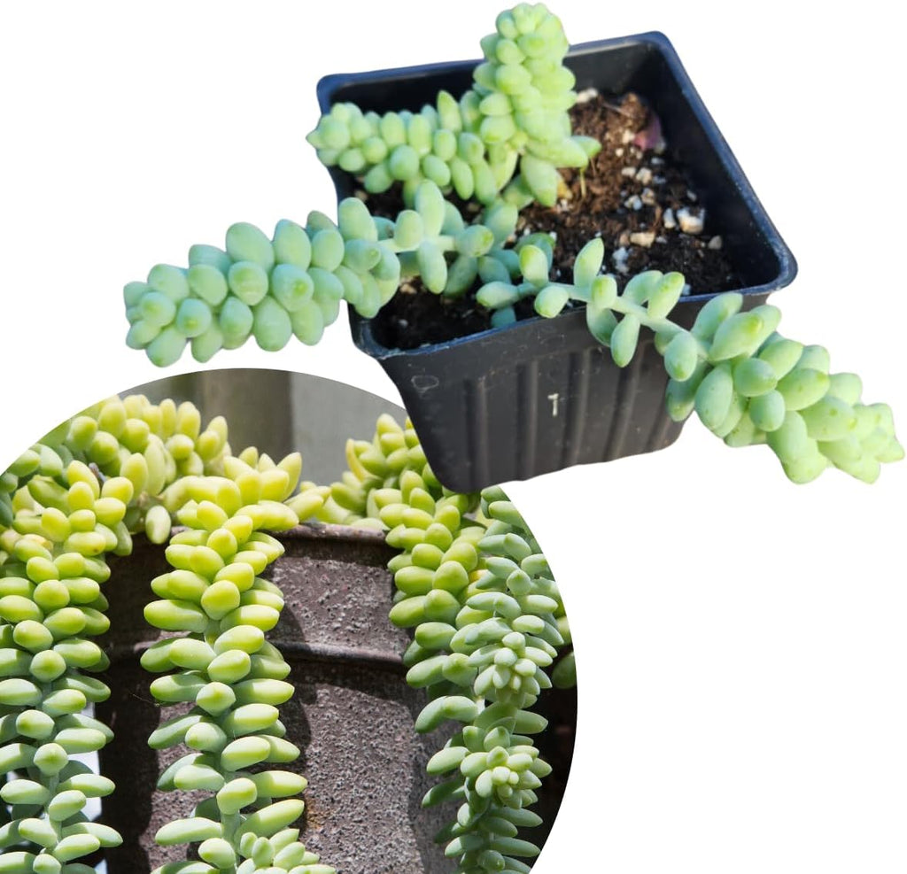 Smoke Camp Crafts Burro's Tail Succulent Plant, Sedum Morganianum, 2.5-inch Pot, Organic House Plant