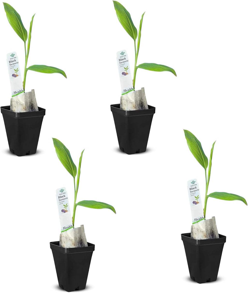 Premium Live Black Turmeric (Curcuma caesia) Plants - Rare Herbal Medicinal Plant, Perfect for Home Gardens (4 Black Turmeric Cups)