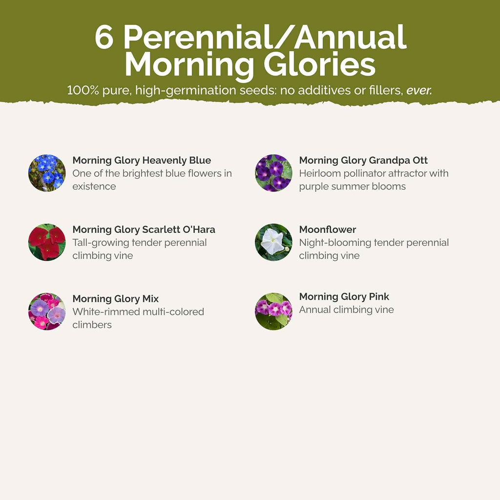 Eden Brothers Top O The Morning Flower Mixed Seeds for Planting, 1 lb, 480,000+ Seeds with Morning Glory, Moonflower | Attracts Pollinators, Plant in Spring or Fall, Zones 3, 4, 5, 6, 7, 8, 9, 10