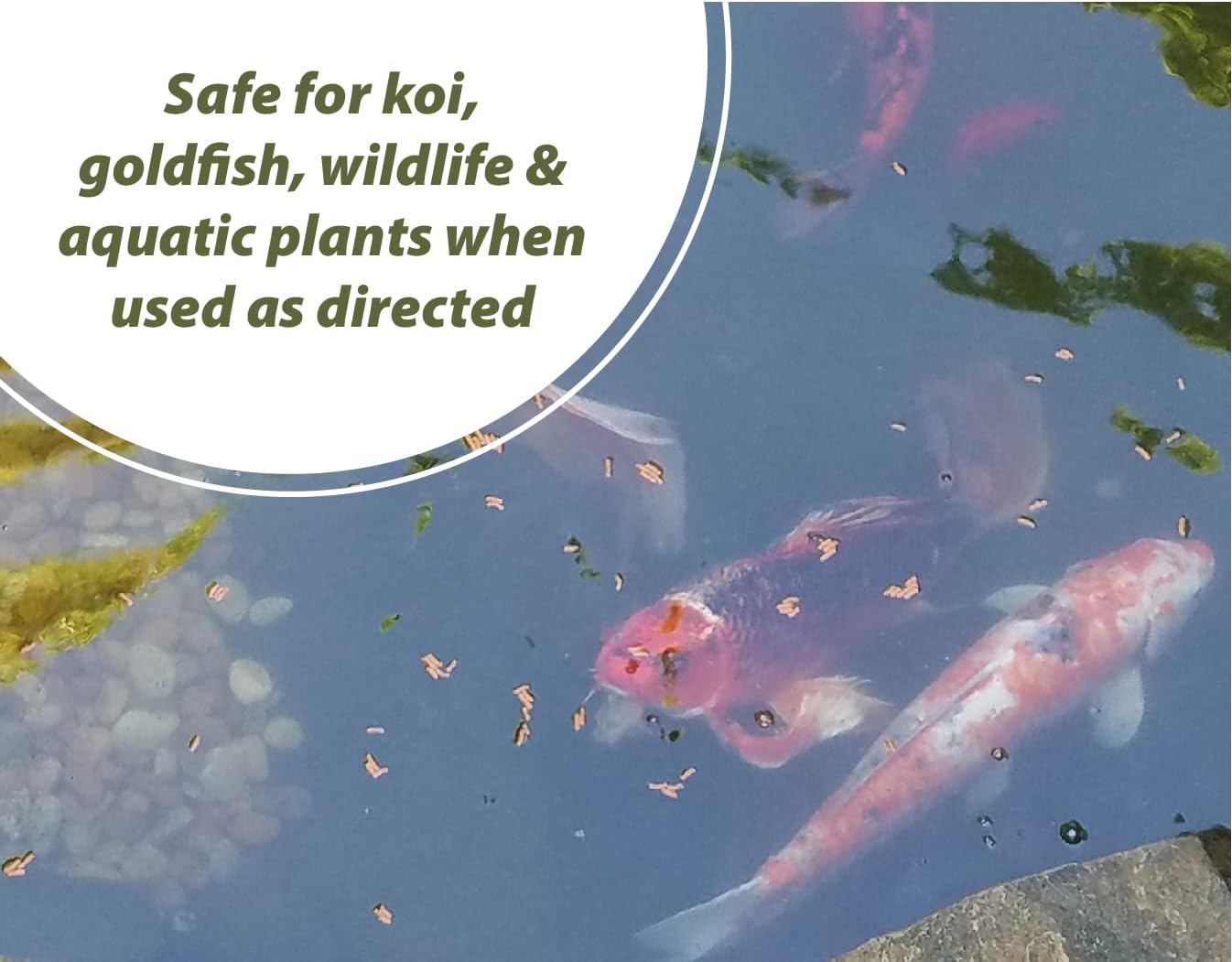 Bloom Buster Algae Control for Fish Ponds & Water Gardens - Gallon - Safe for Koi Fish, Goldfish & Plants - Controls Algae in Ponds & Water Features, EPA Registered