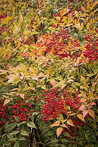 Heavenly Bamboo - Nandina Domestica - 1 Live Gallon Size Plant - Beautiful & Colorful Low Maintenance Foliage