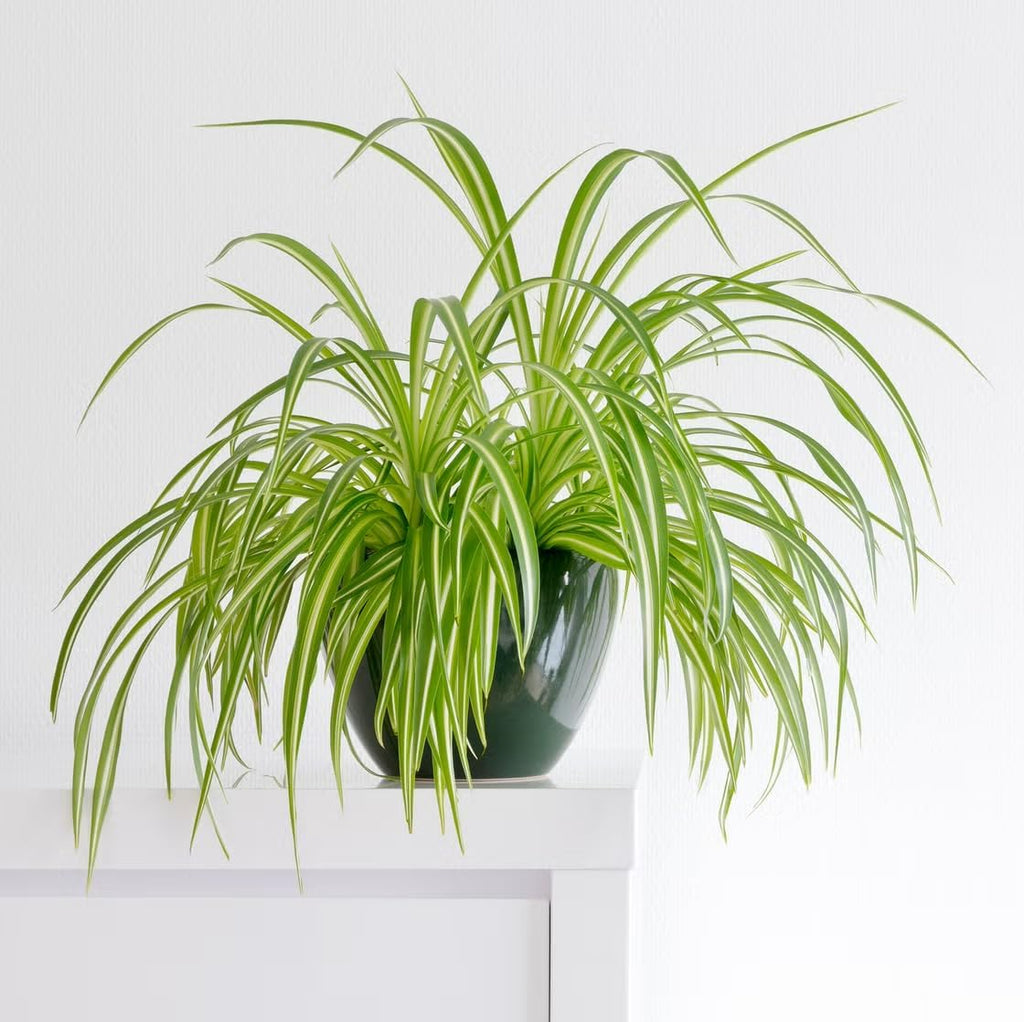 Healthy Spider Plant - Easy Care, Air-Purifying Houseplant (4 Spider sacs)