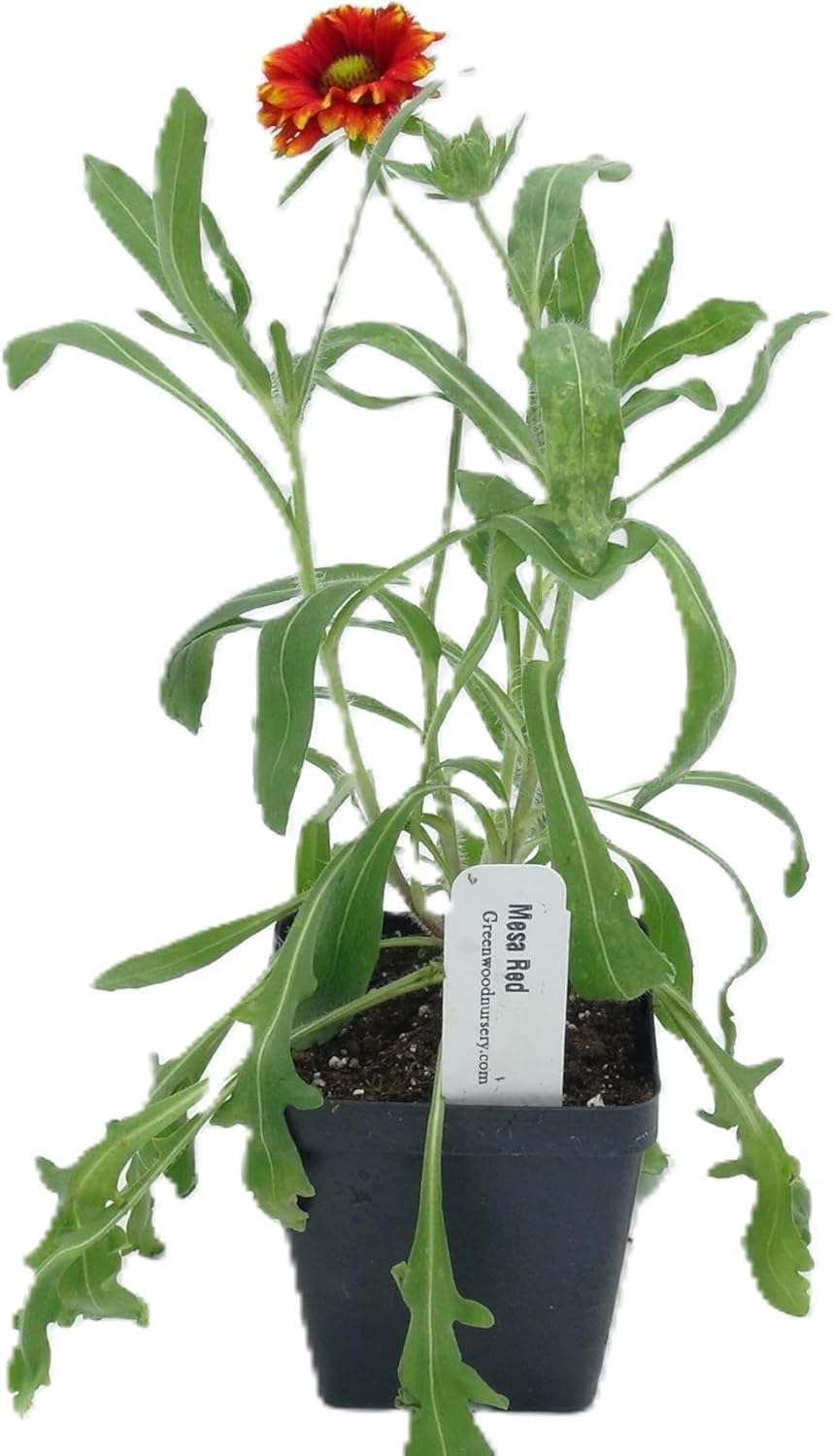 Greenwood Nursery: Live Perennial Plants - 'Mesa Red' + Gaillardia x Grandiflora - [Qty: 1x Pint Pot] - (Click for Other Available Plants/Quantities)