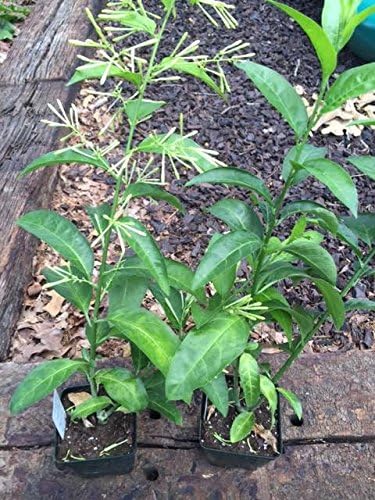2 Nicely-Sized 4 inch Pots of Fragrant Night Blooming Jasmine
