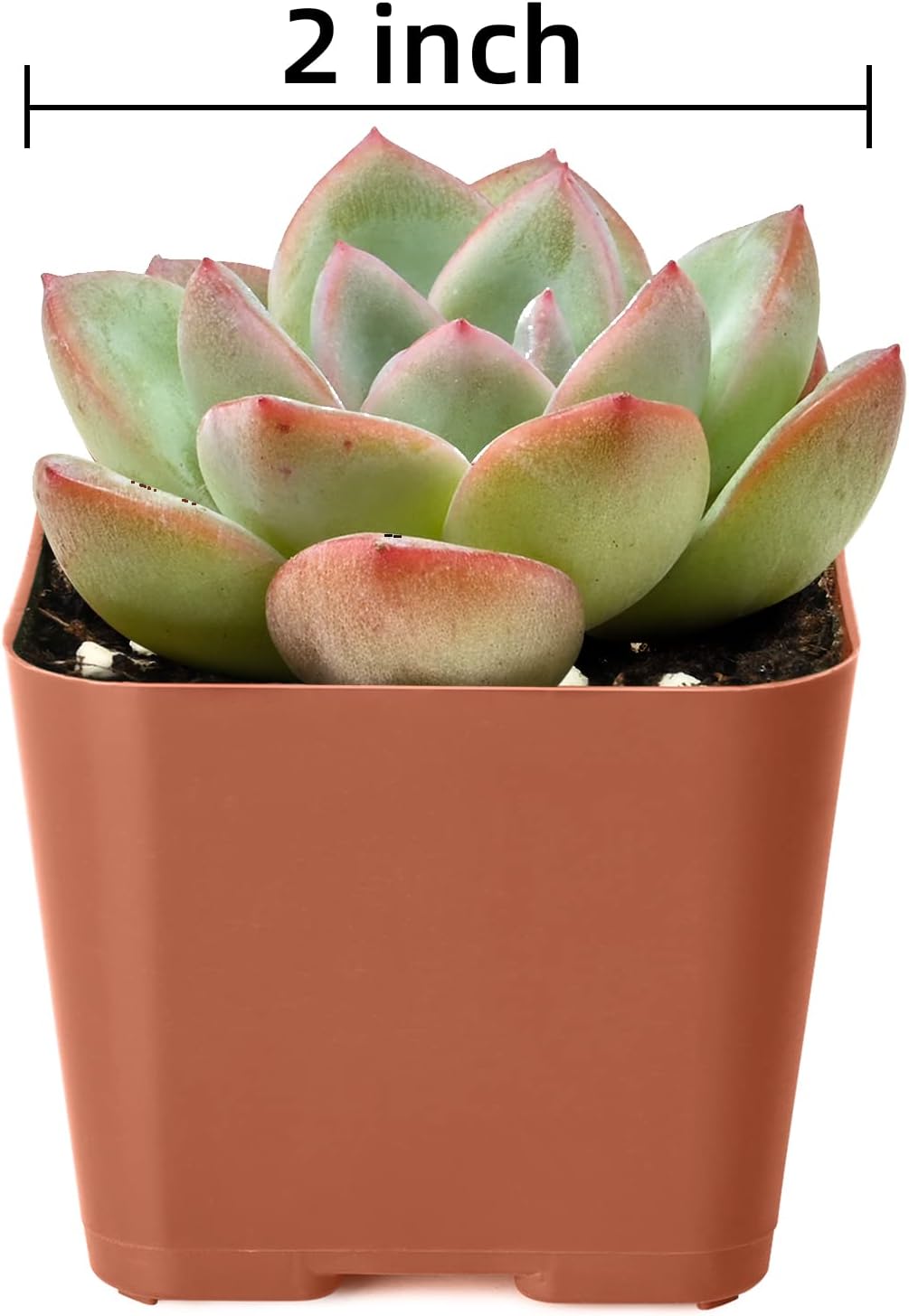 Succulent Plants (6 Pack), Live Succulents Fully Rooted in 2" Pots with Soil, Unique Potted House Plants for DIY, Home Decor, Wedding Party Favor Gift, Easy to Grow (Common Varieties)