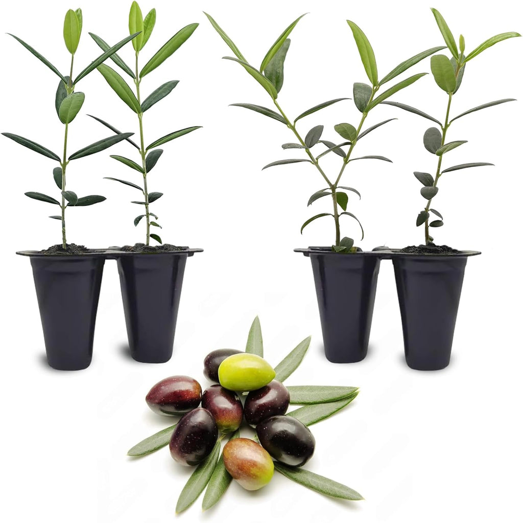 Olive Tree Arbequina (4 Pack) Real Olea Europaea | Easy to Grow Plants | Great Gift for Celebrations | Grow Your own Food on Your Edible Organic Garden| Edible Fruit Plant Live for Planting|