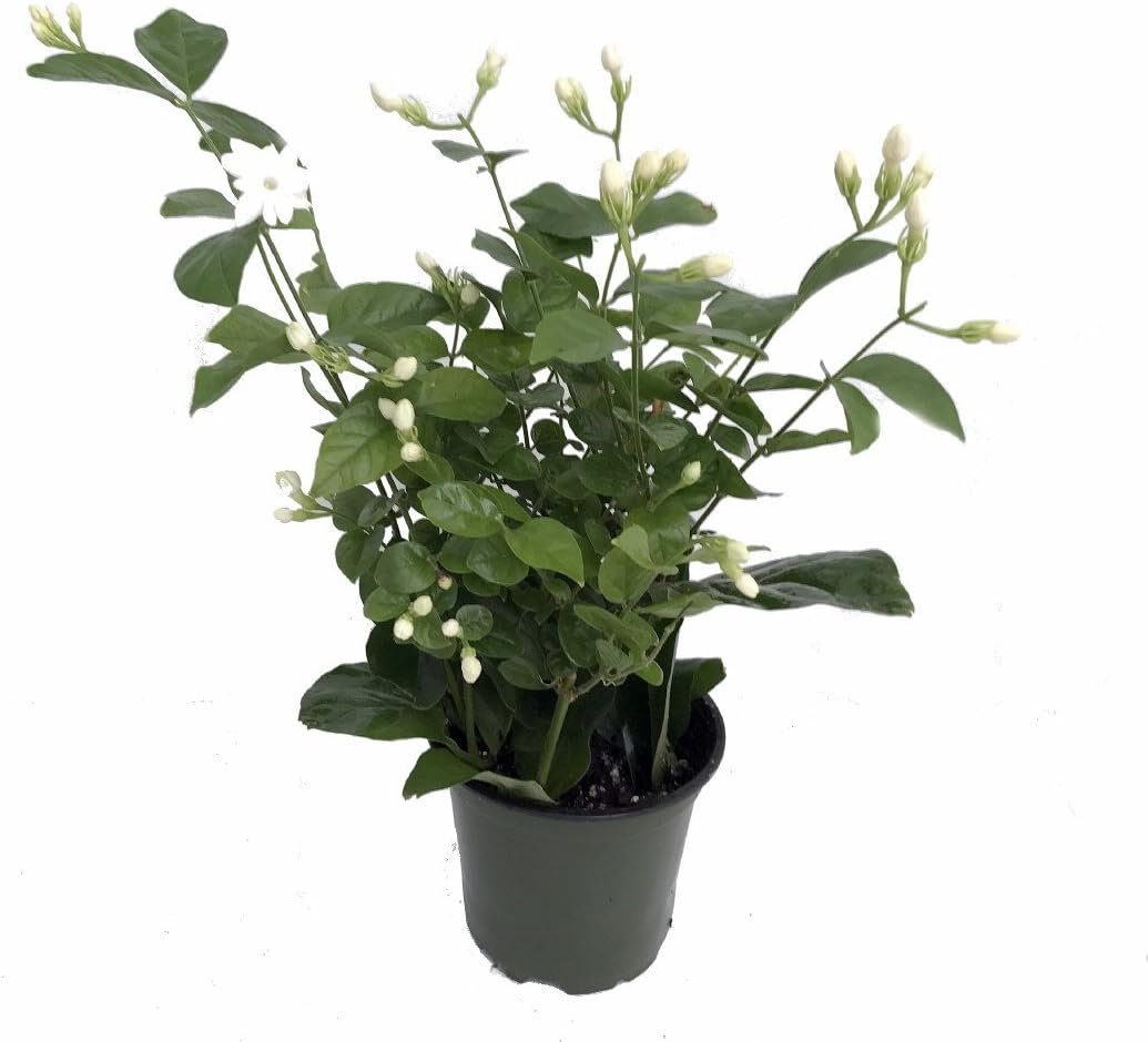 Ohio Grown Arabian Tea Jasmine Plant - Maid of Orleans - 4" Pot