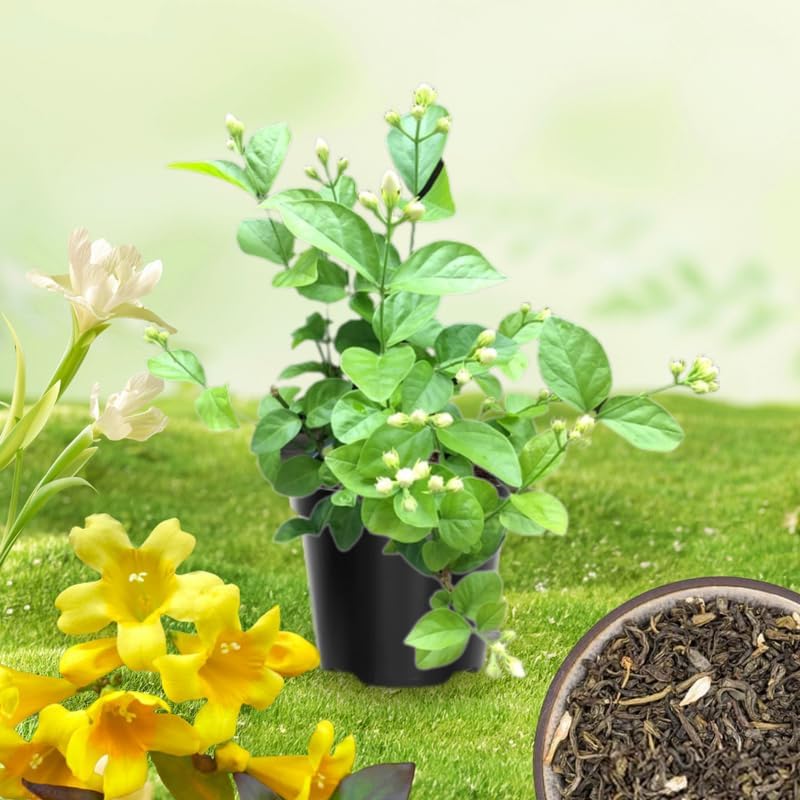 2 Gardenia Jasmine Plants Live, Climbing Jasmine Indoor Outdoor Live, Fragrant, 5-9" in Tall, No Pot, Hardy and Fast-Growing