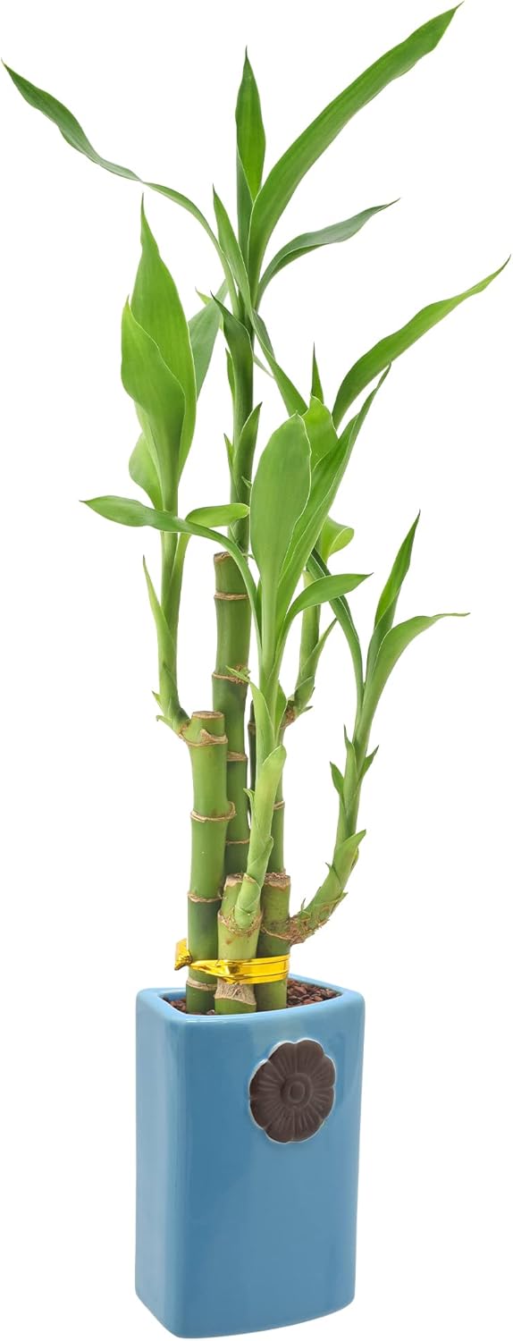 5-Stem Lucky Bamboo, Live Indoor Plant in Contour II Ceramic Planter for Home, Work, or Gift, Blue ***Cannot Ship to Hawaii***