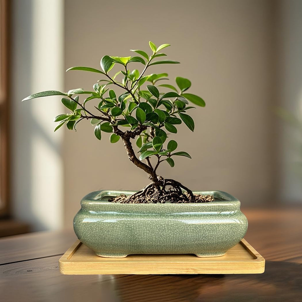 MUZHI 2pcs Green Ceramic Bonsai Planter Pots with Bamboo Tray 6.2 “ & 5.3”, Rectangular Glazed Bonsai & Succulent Cactus Starter Pot with Drainage Ice Crack Design