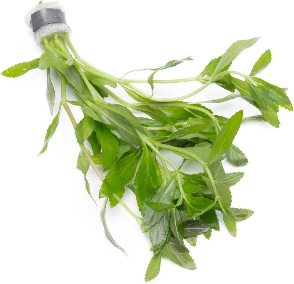 Live Aquarium Stem Plants - Freshwater Aquatic Plant for Fish Tanks, Aquascaping - (Limnophila Belem, 1 Bunch)