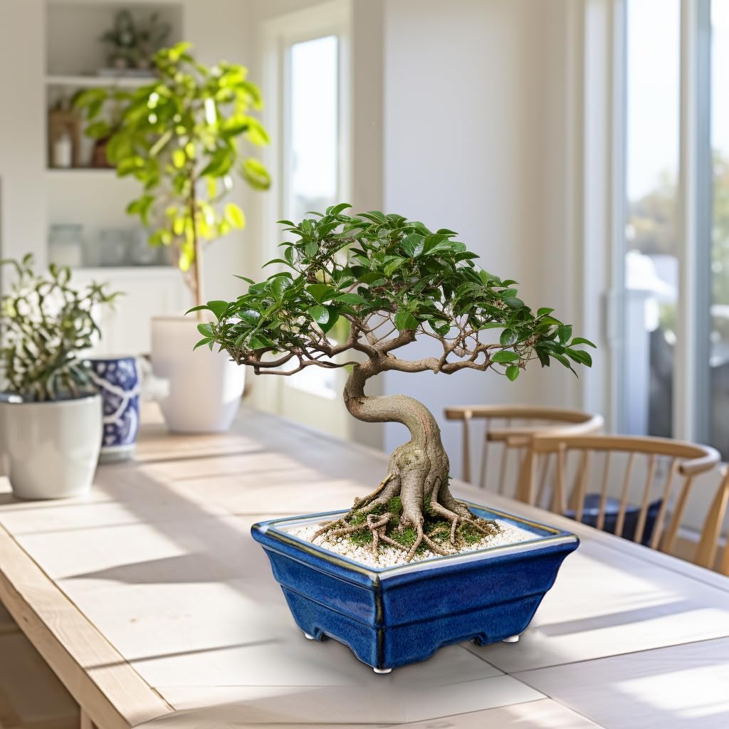 Bonsai Pots Shallow Succulent Planters for Live Bonsai Trees Set of 2, 6.3" Ceramic Pot for Succulents Indoor with Drainage Hole, Outdoor Cactus Plant Bonsai Pot，Ceramic Flower Pot