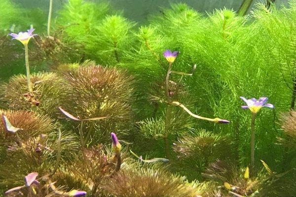 Live Aquarium Red Stem Plants - Freshwater Aquatic Plant for Fish Tanks, Aquascaping - (Lemon Bacopa Caroliniana, 1 Bunch)