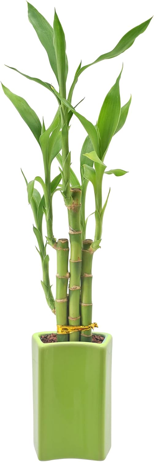 5-Stem Lucky Bamboo, Live Indoor Plant in Contour II Ceramic Planter for Home, Work, or Gift, Green ***Cannot Ship to Hawaii***