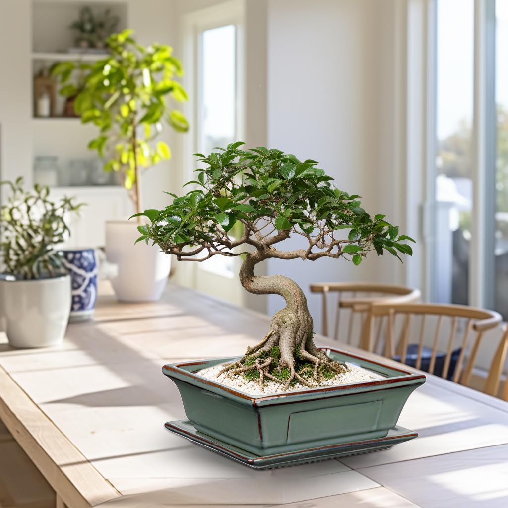 Ceramic Bonsai Pots with Drainage Trays Set of 2, Green Glazed Bonsai Planters for Indoor/Outdoor Use, Rectangular Shallow Bonzai Tree Pot for Succulent, Orchids, Cacti, Home, Patio, Garden, 7.5"x5.5"