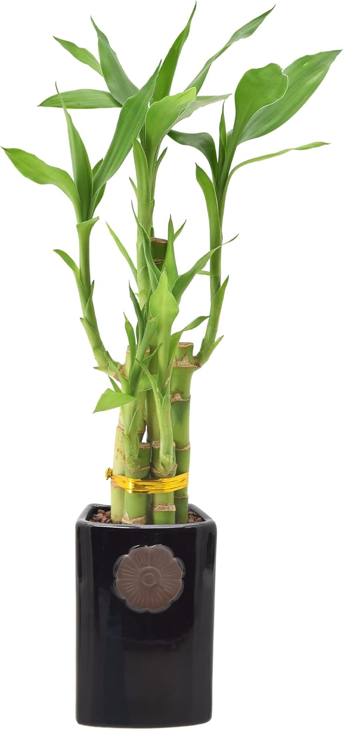 5-Stem Lucky Bamboo, Live Indoor Plant in Contour II Ceramic Planter for Home, Work, or Gift, Black ***Cannot Ship to Hawaii***